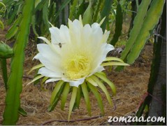 Hylocereus Undatus Flower