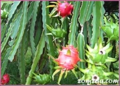 Hylocereus undatus Fruit