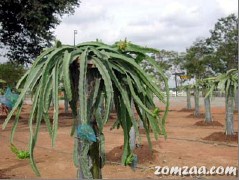 Hylocereus Undatus Tree