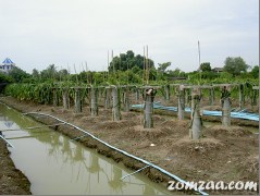 Hylocereus undatus Yard